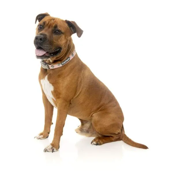 [15% OFF] Fuzzyard LL Cool Jaw Dog Collar (3 Sizes)