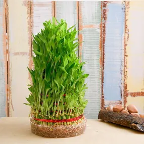 8 Layer Lucky Bamboo