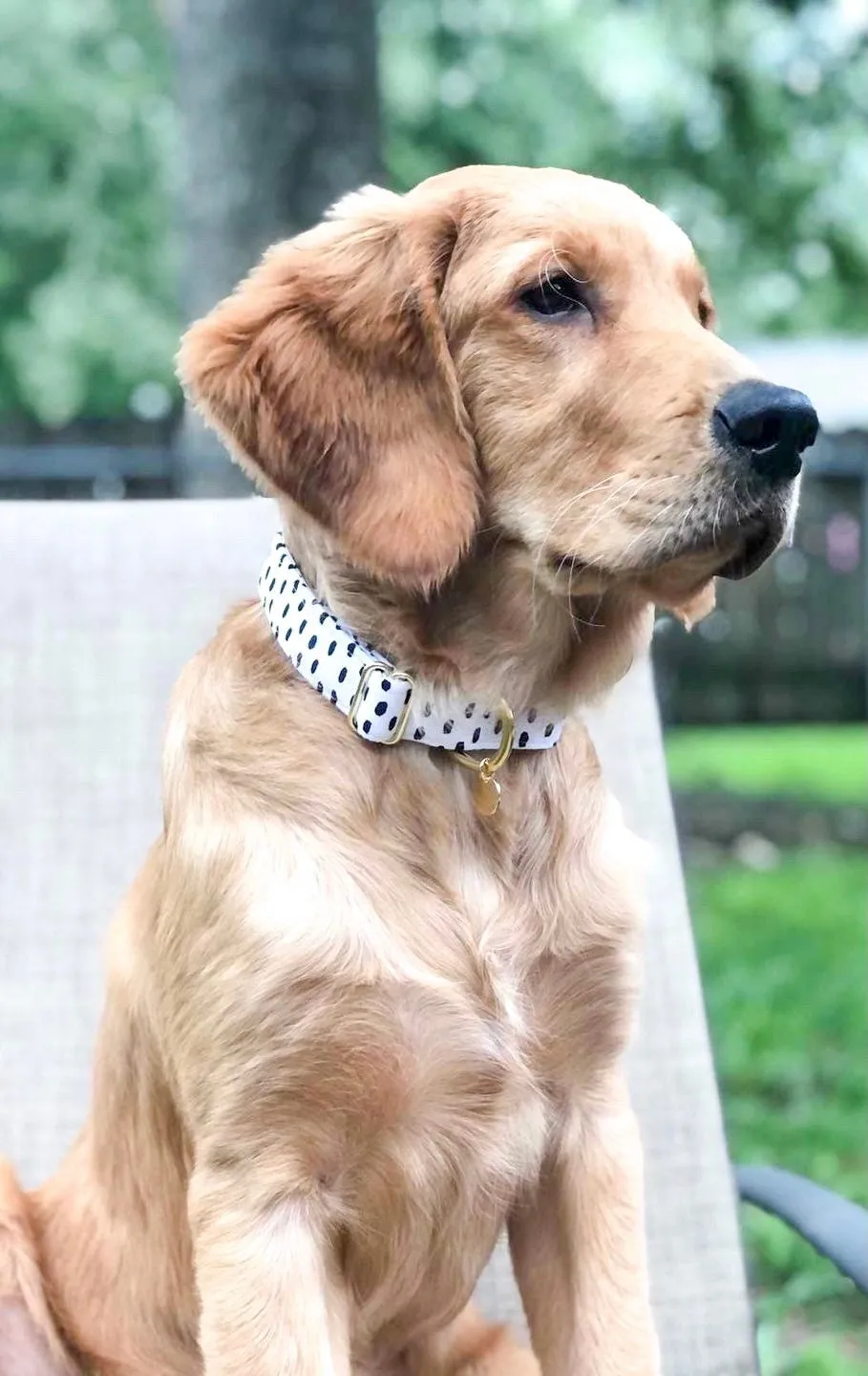 Dog Collar- Pepper Collar