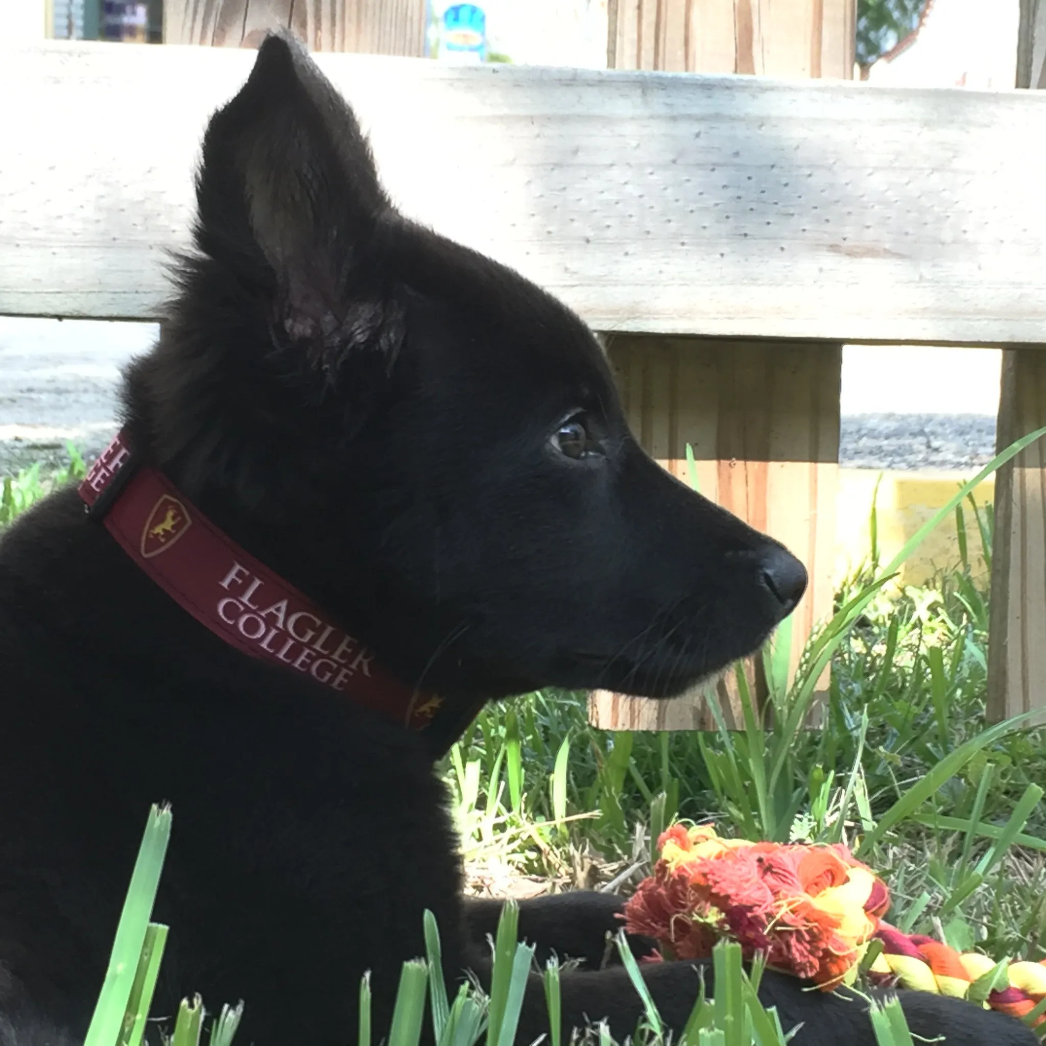 Dog Collar