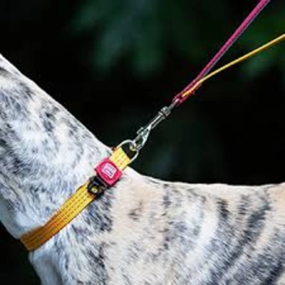 Gigwi Classic Line Collar For Dogs