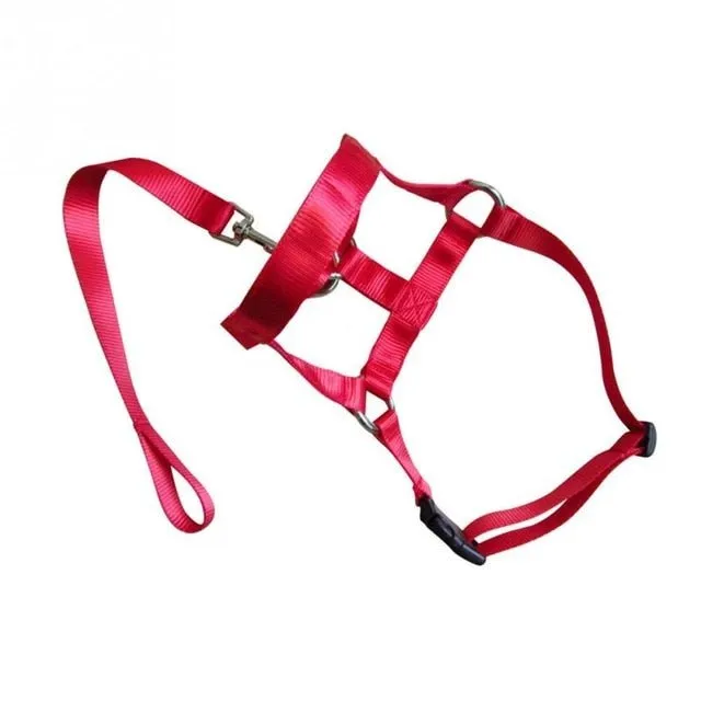 No More Pulling: Dog Head Collar Leash for Effortless Walks!