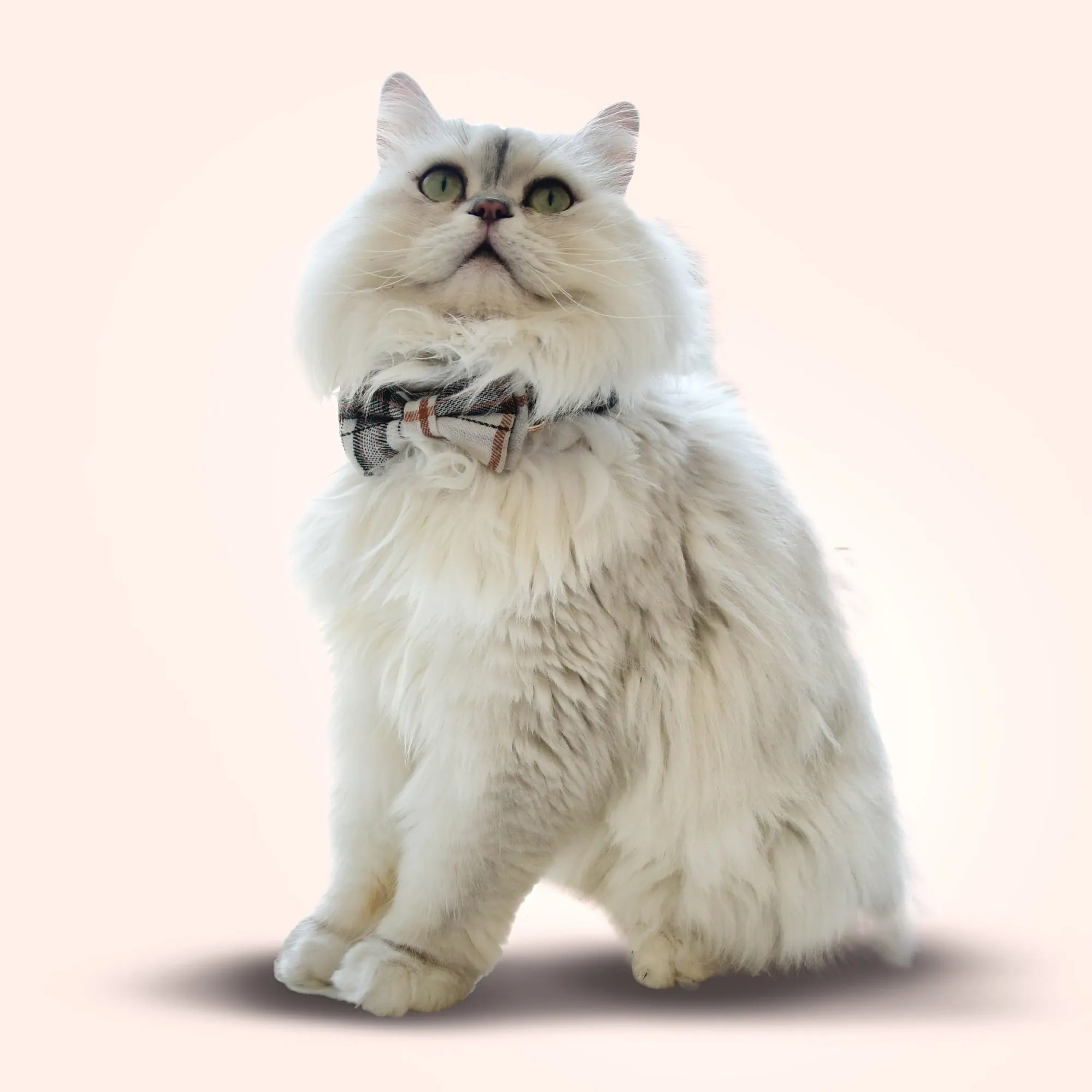Plaid Bowtie Pet Collar - White