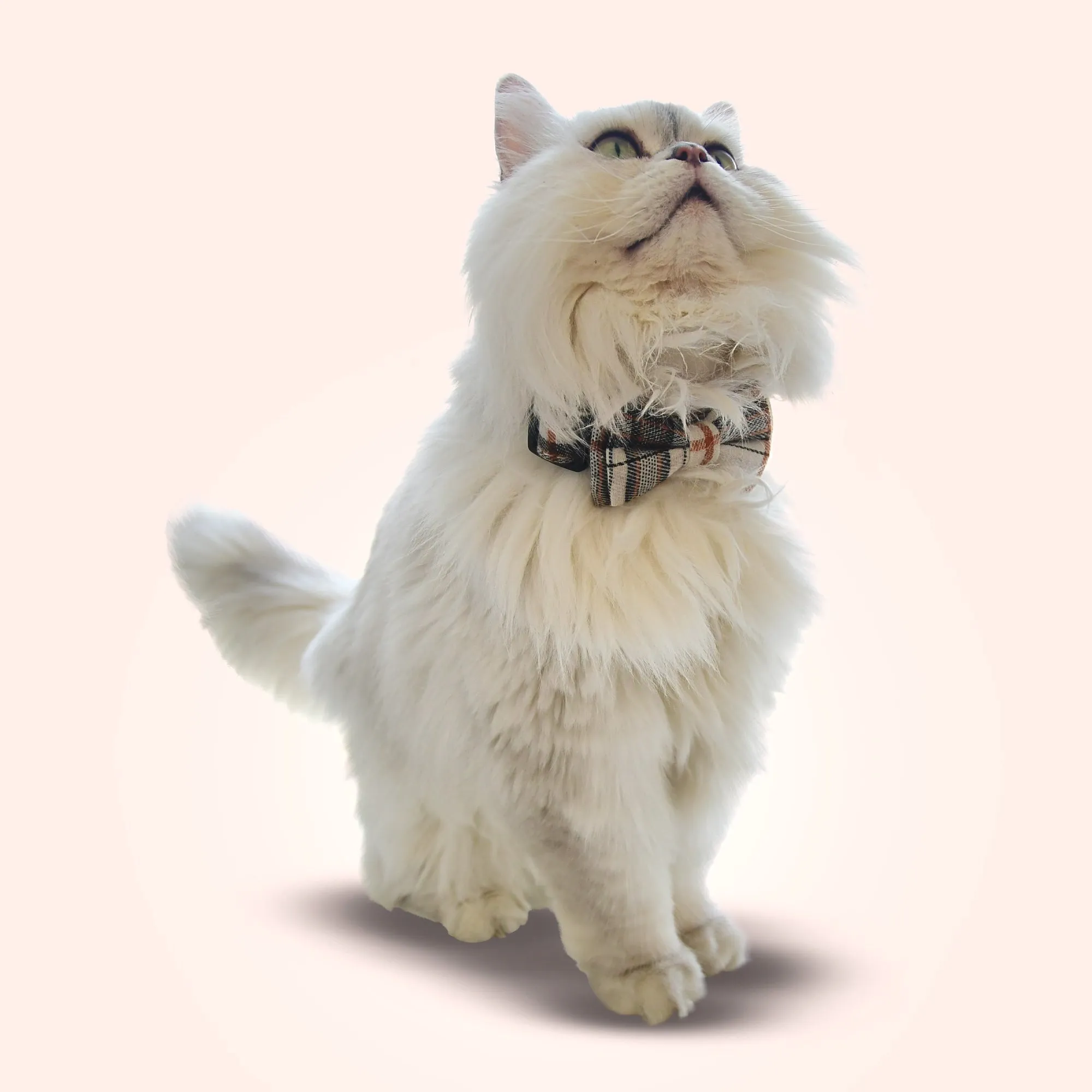 Plaid Bowtie Pet Collar - White