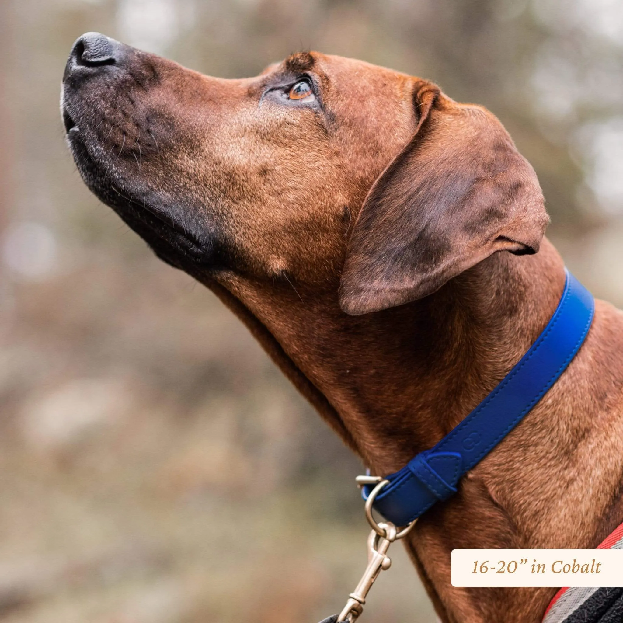 Wide Leather Dog Collar