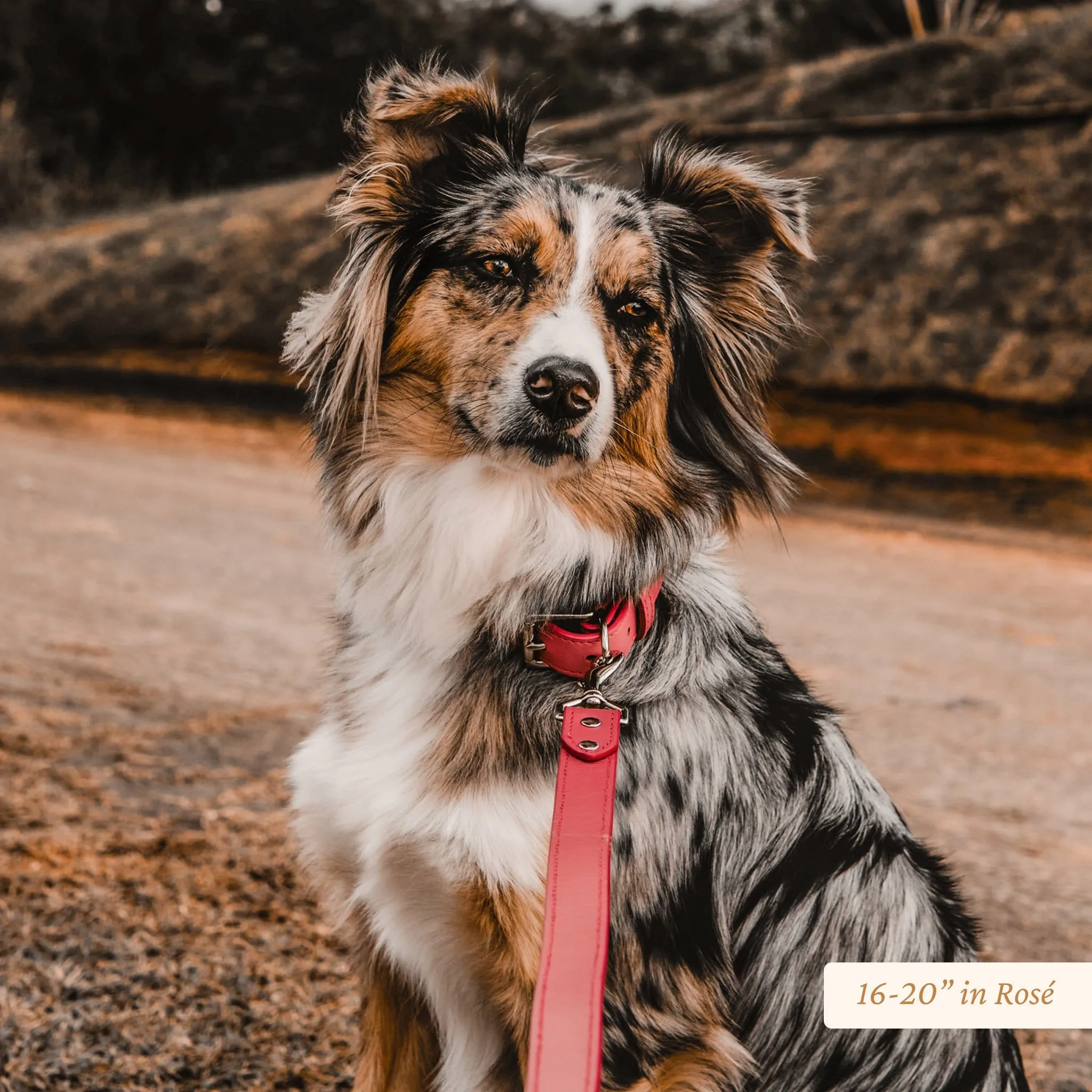 Wide Leather Dog Collar
