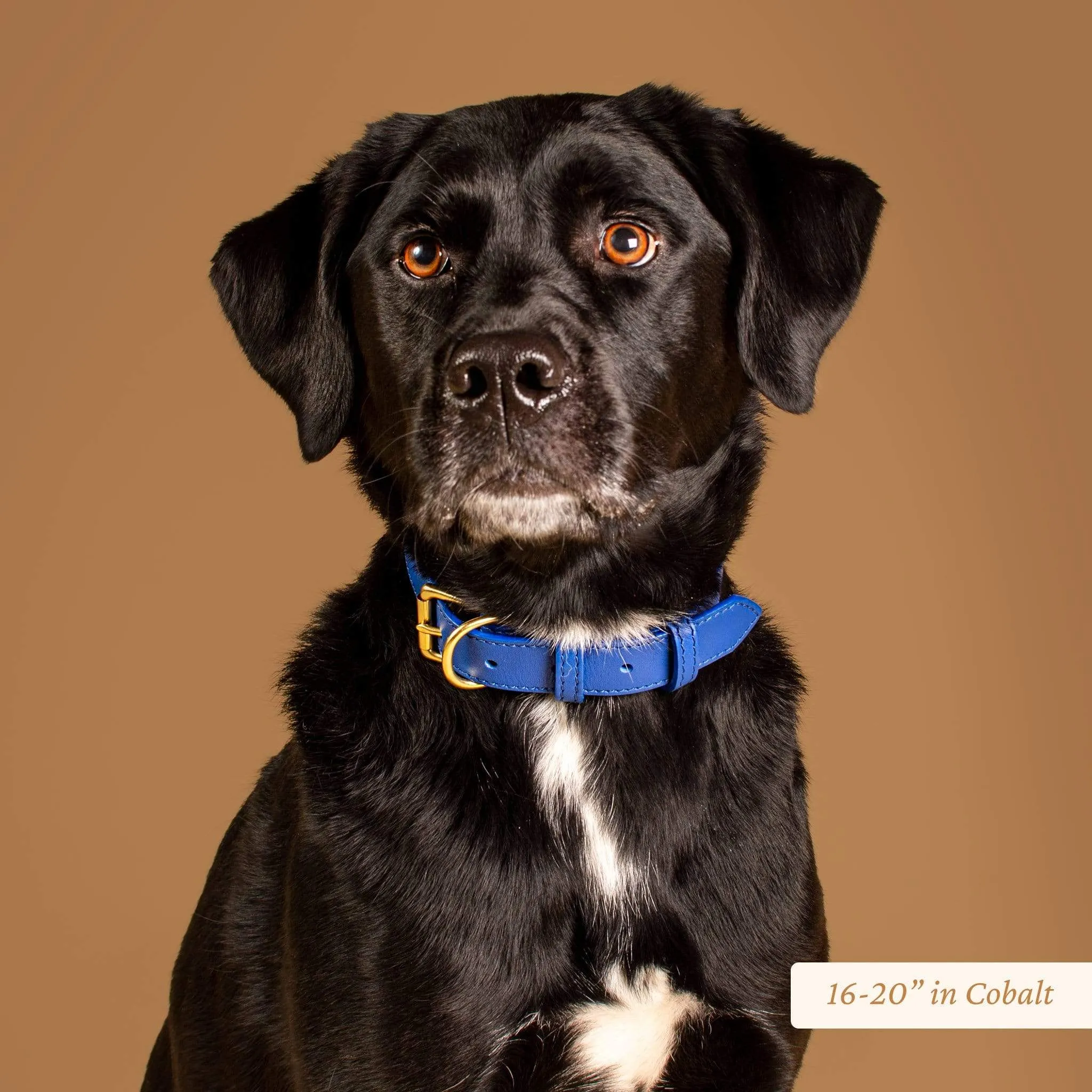 Wide Leather Dog Collar