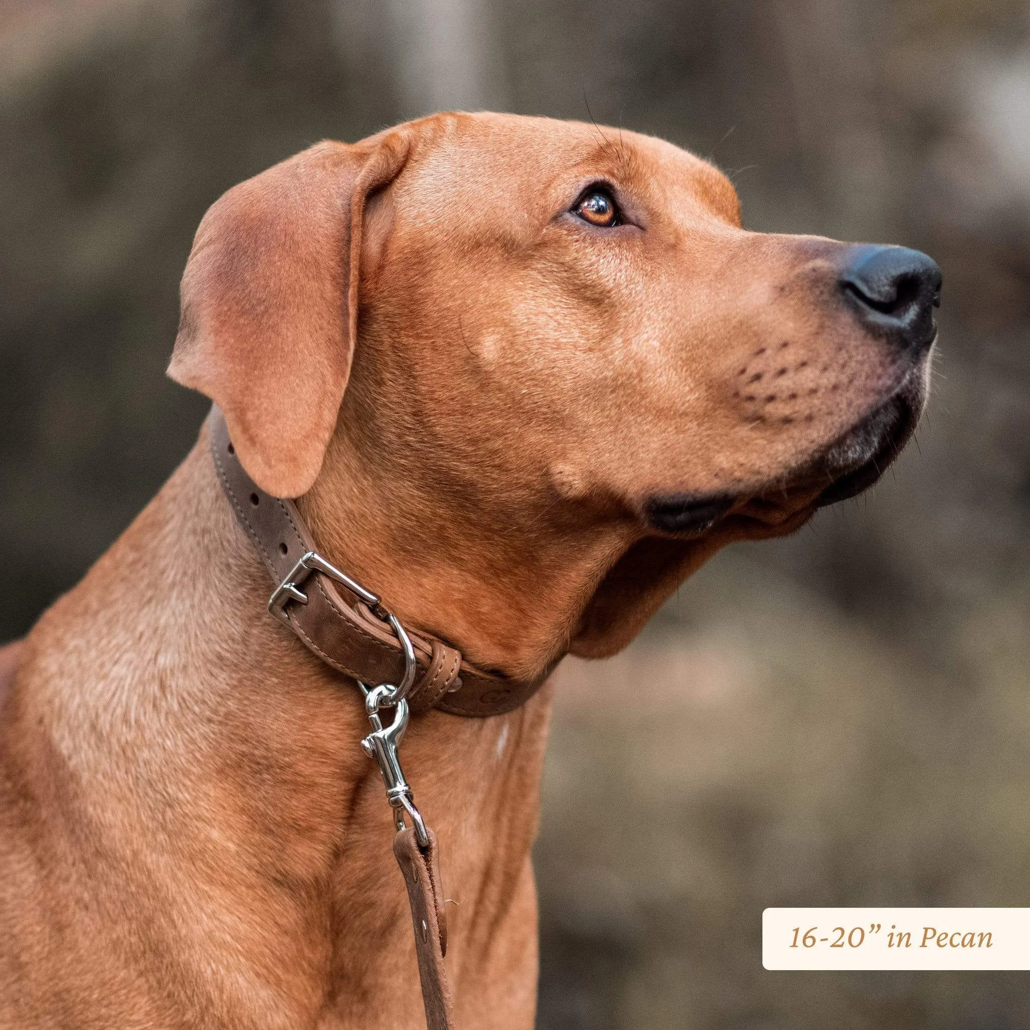 Wide Leather Dog Collar