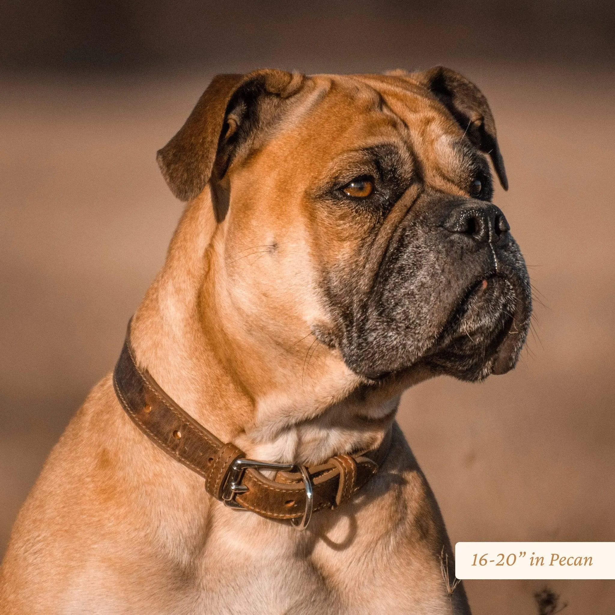 Wide Leather Dog Collar