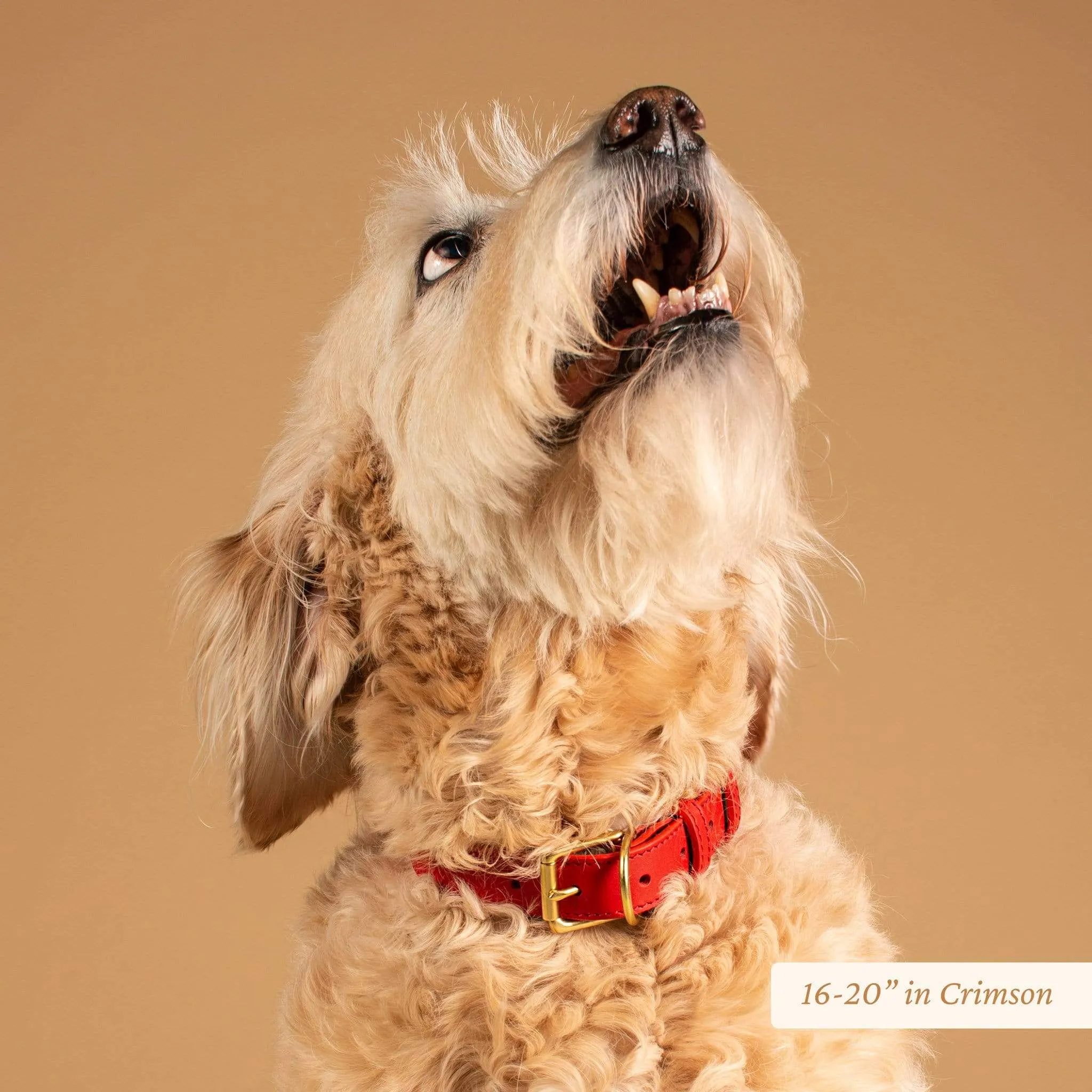 Wide Leather Dog Collar