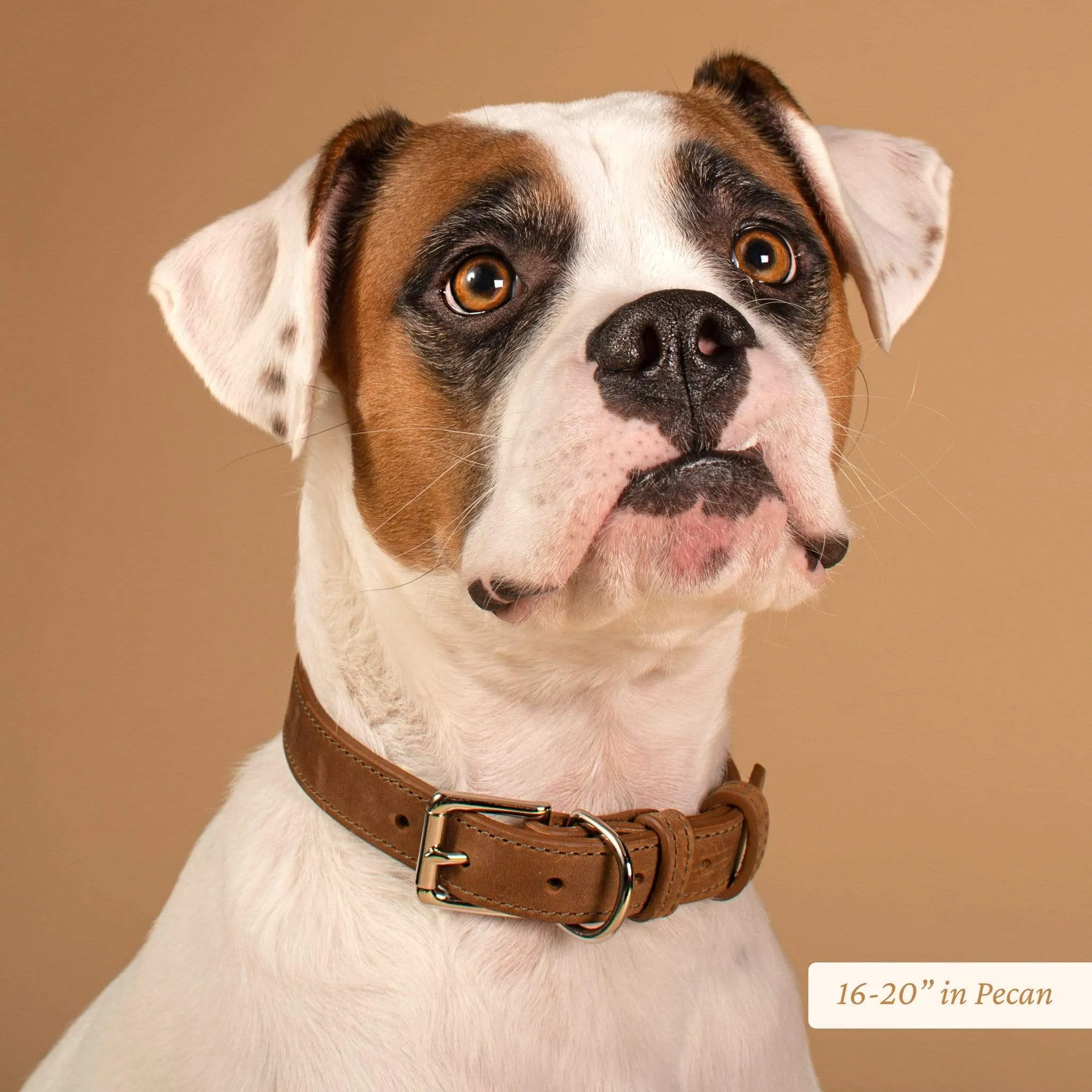 Wide Leather Dog Collar