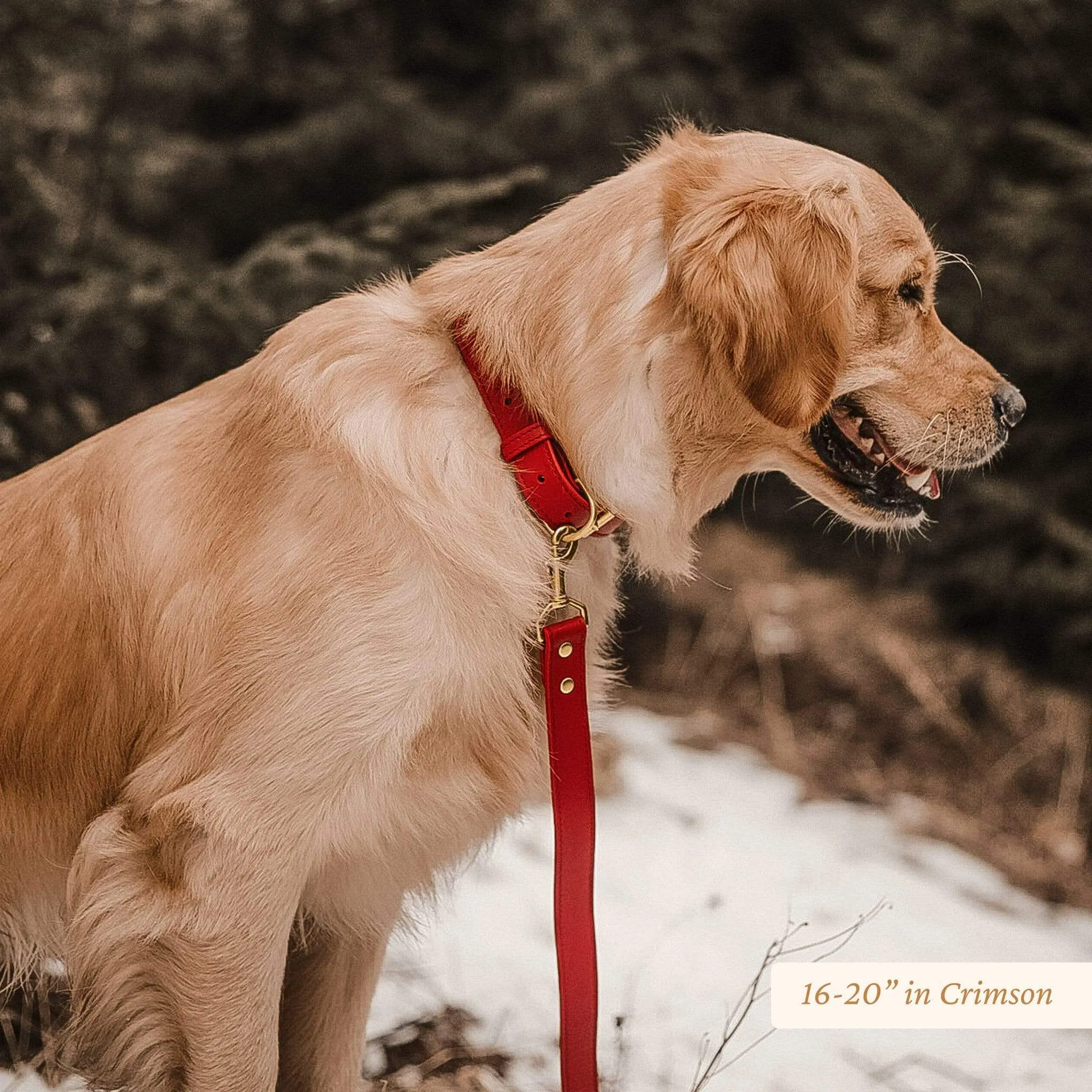 Wide Leather Dog Collar