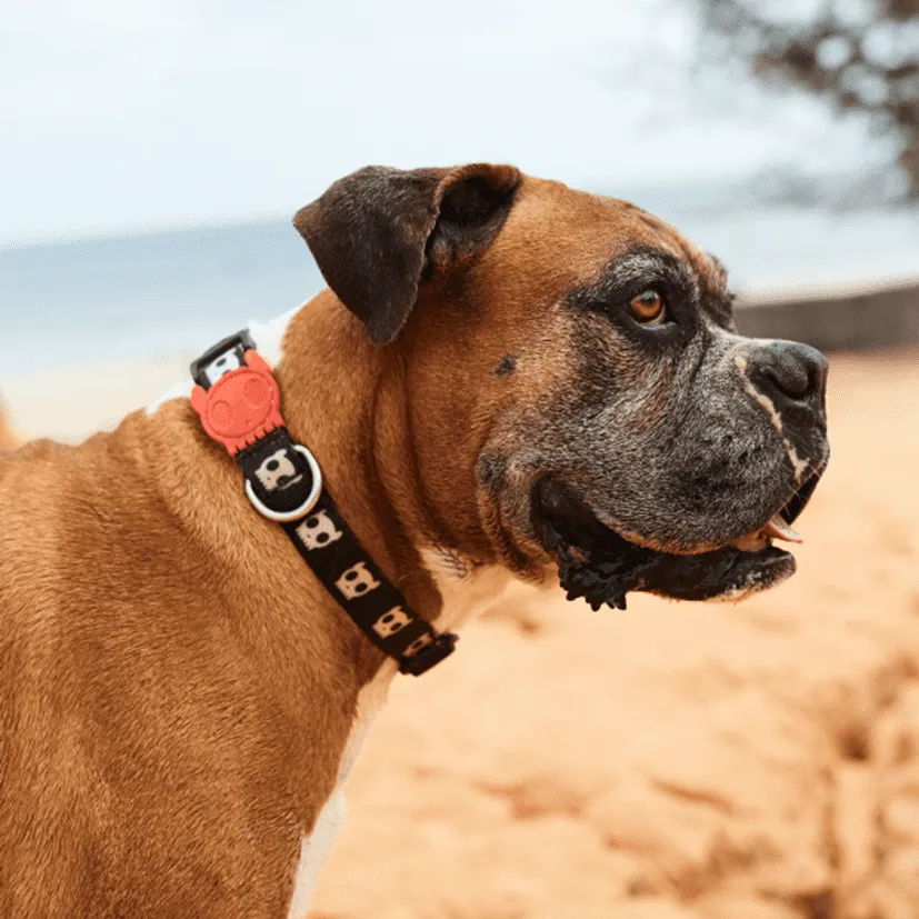 Zee.Dog Collar Skull